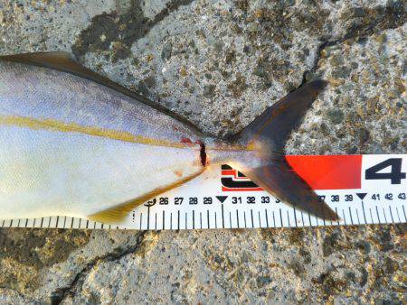 阿南市の椿泊でタチウオとシオと小アジ